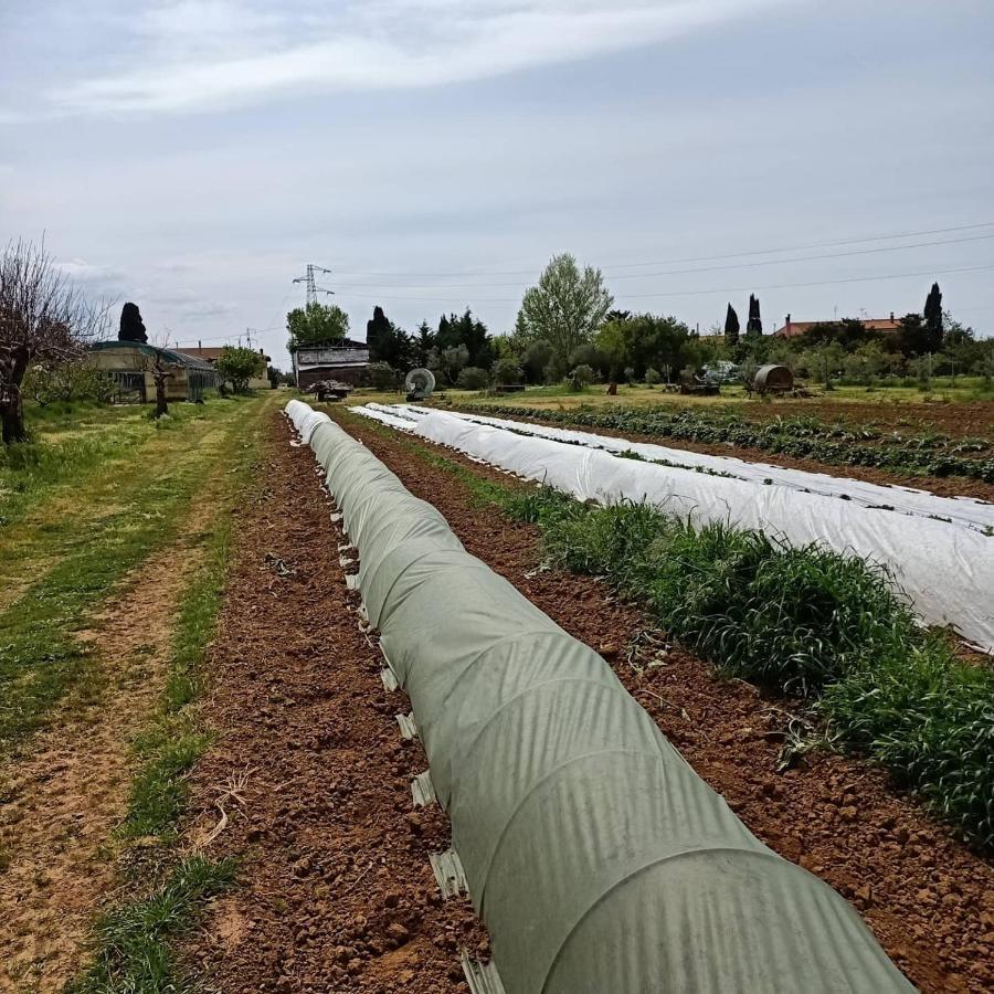 Agriturismo Il Cipresso Vada Exteriér fotografie