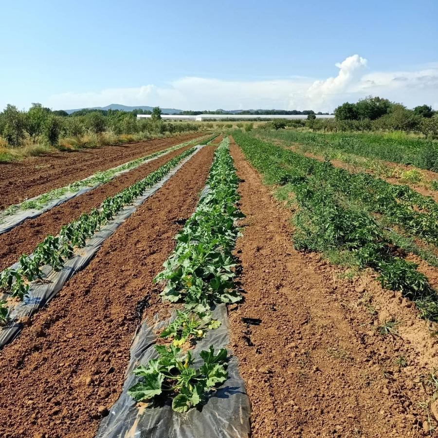 Vila Agriturismo Il Cipresso Vada Exteriér fotografie