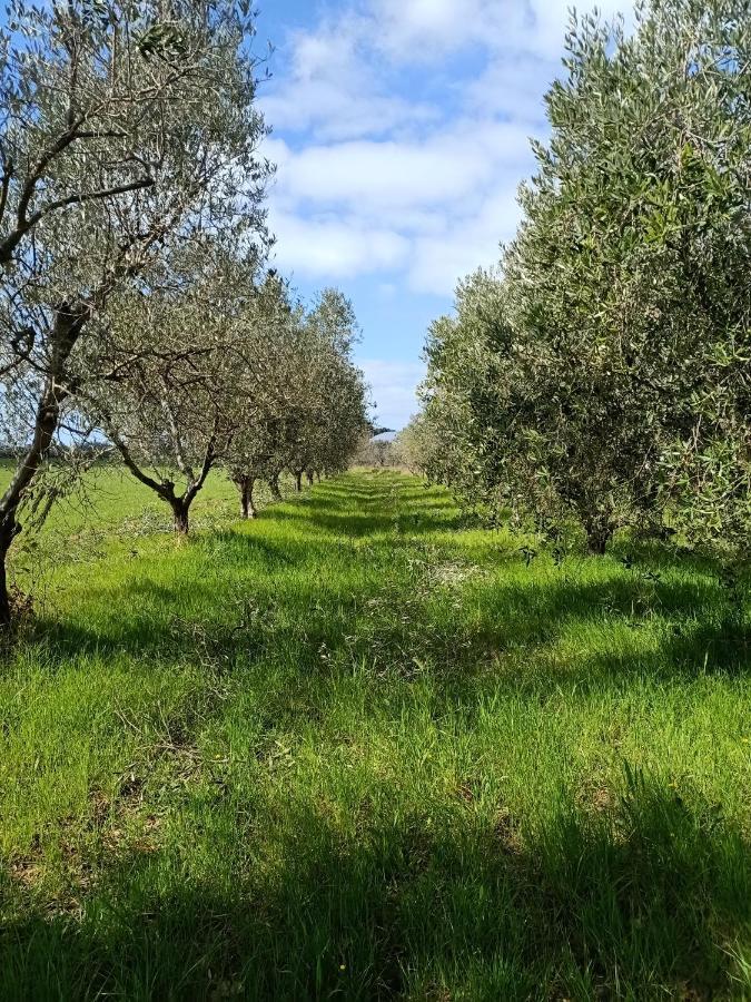 Vila Agriturismo Il Cipresso Vada Exteriér fotografie