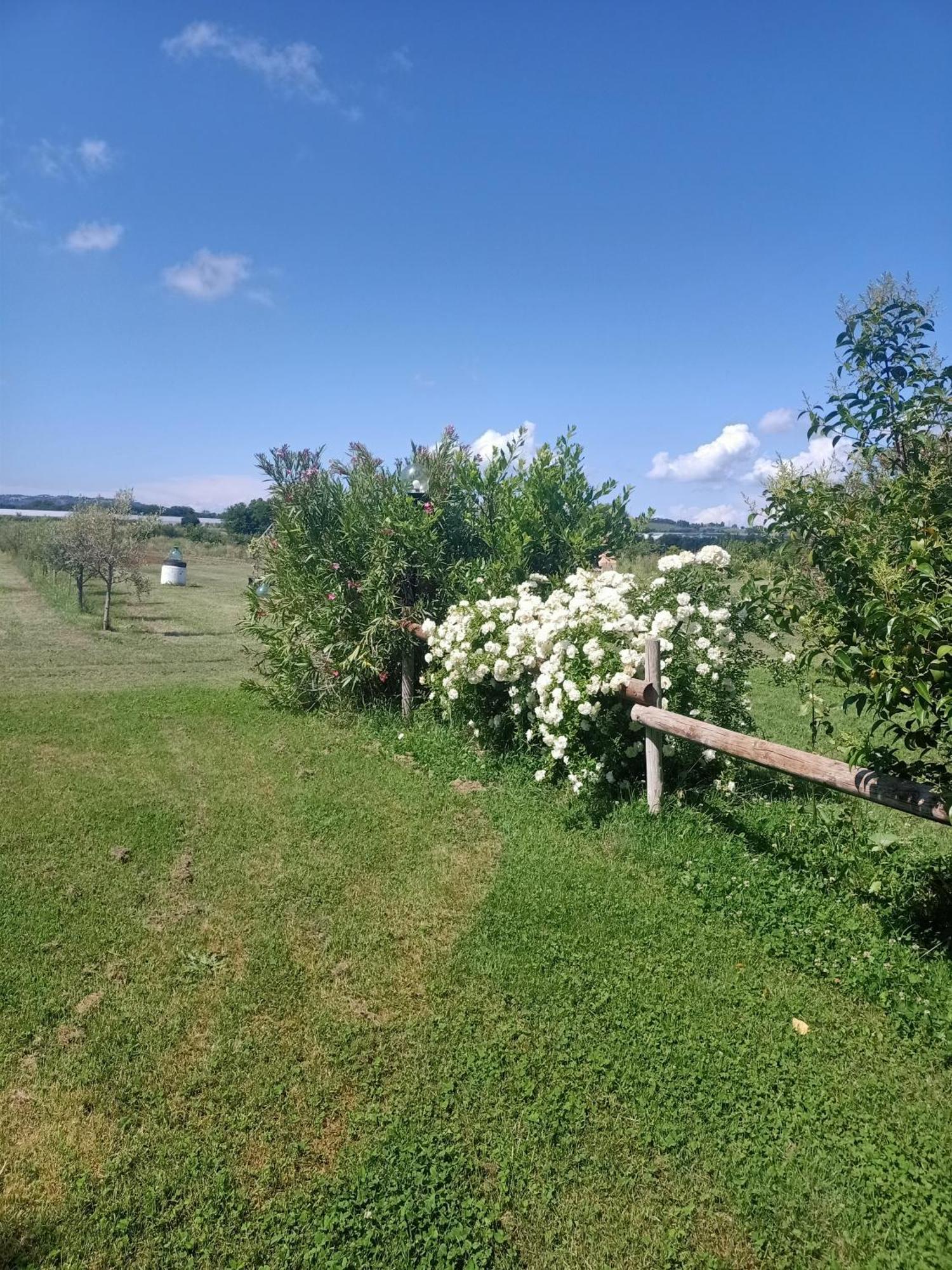 Agriturismo Il Cipresso Vada Exteriér fotografie